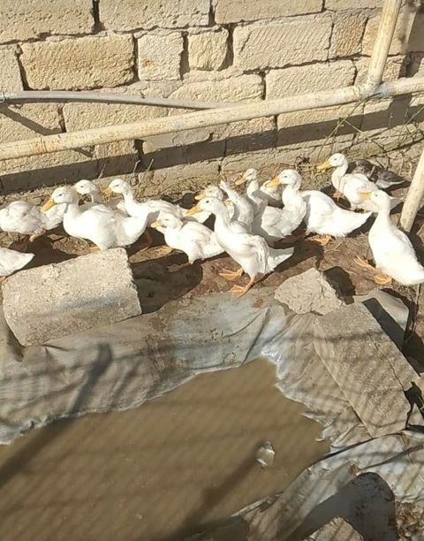 Ağ Pekin ördəkləri – təsərrüfat üçün çox məhsuldar, sürətli böyümə — Bakı