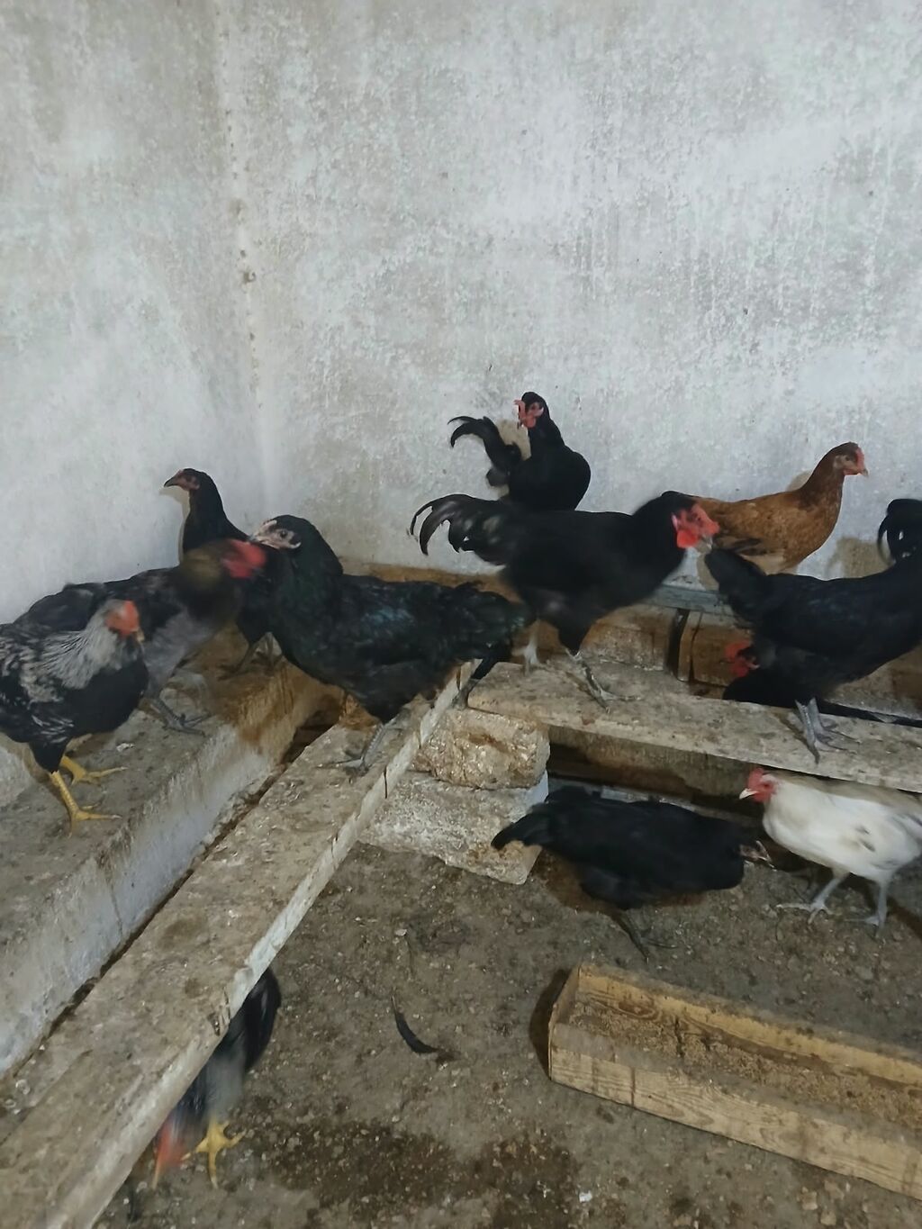 Toyuq, Yumurtalıq — Toyuq və xoruz, Bakı (2)