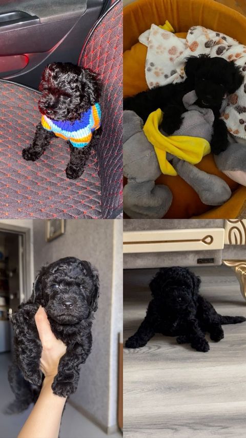 Pudel, 1 ay, Dişi, Peyvəndli — Bakı