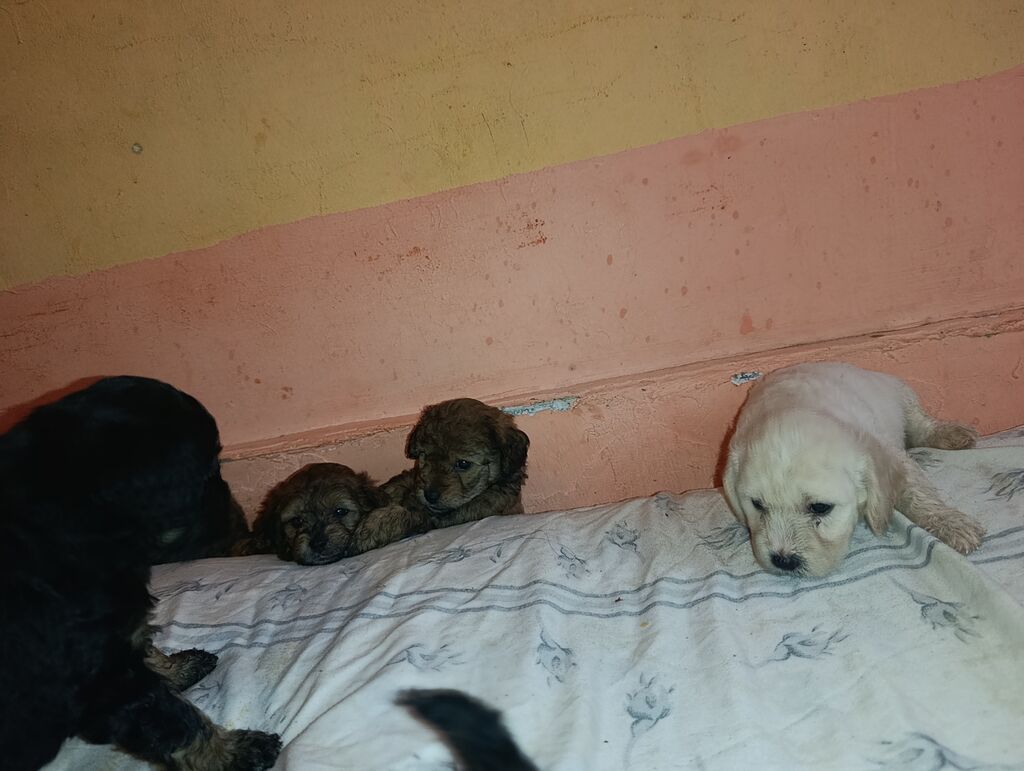Pudel, 1 ay, Dişi, Peyvəndli, Ünvandan götürmə, Ödənişli çatdırılma — Köpəklər, Xırdalan (5)