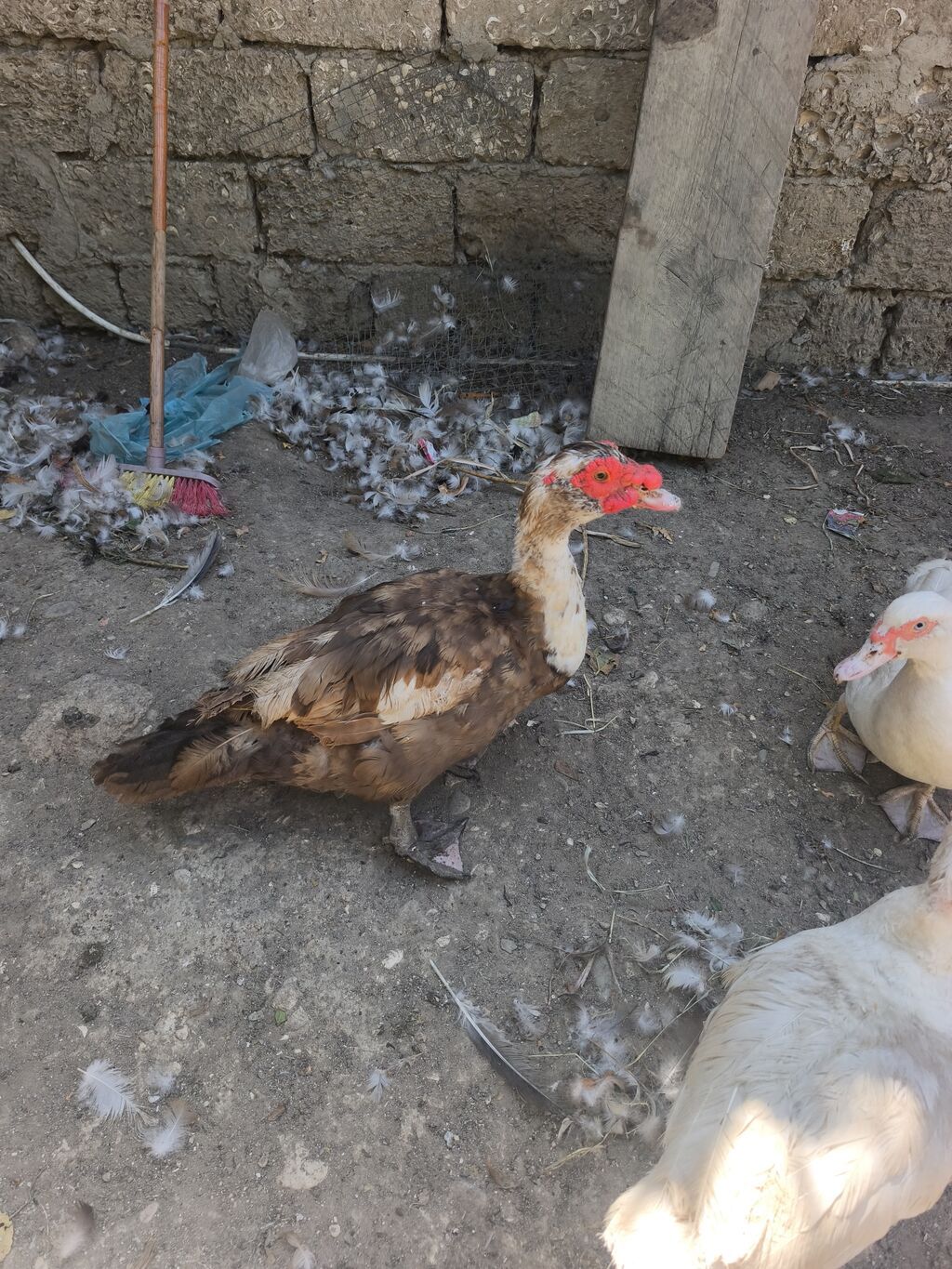 Erkək lal ordekler Lavanda və krasnadar (okuz ureyi) satilir. Binə — Digərləri, Digah (2)