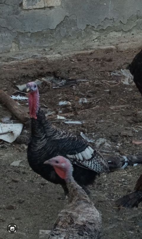 Erkek untuwqa 1 dene dir yeke untuwqa dir 7 ayliq dir suber untuwqa — Masazır