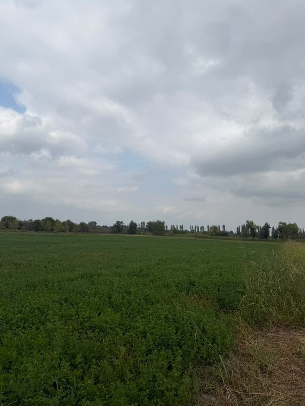 114 sot, Kənd təsərrüfatı, Kupça (Çıxarış), Bələdiyyə — Torpaq, Xaçmaz (3)