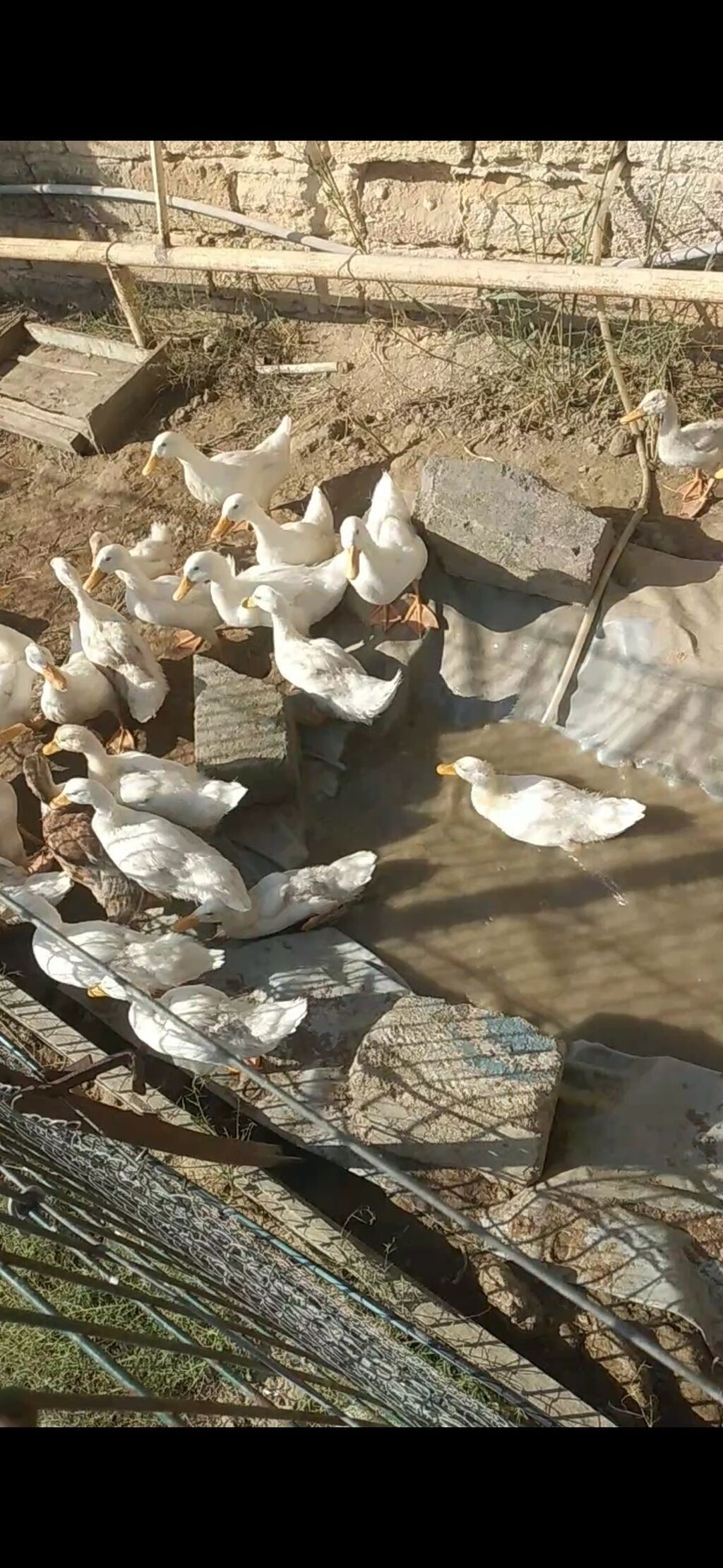 Ağ Pekin ördəkləri – təsərrüfat üçün çox məhsuldar, sürətli böyümə — Digərləri, Bakı (2)