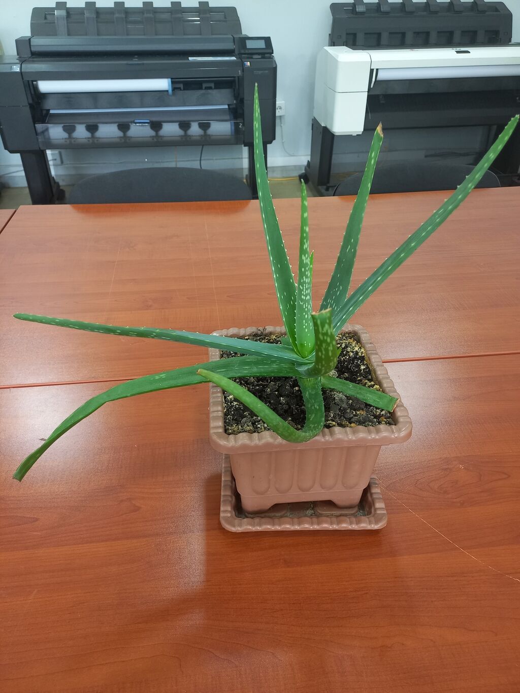 Aloe Vera saksı bitkisi - Bitki: Aloe vera (sulu bitki) - Qab — Qapı bitkələri, Bakı (2)