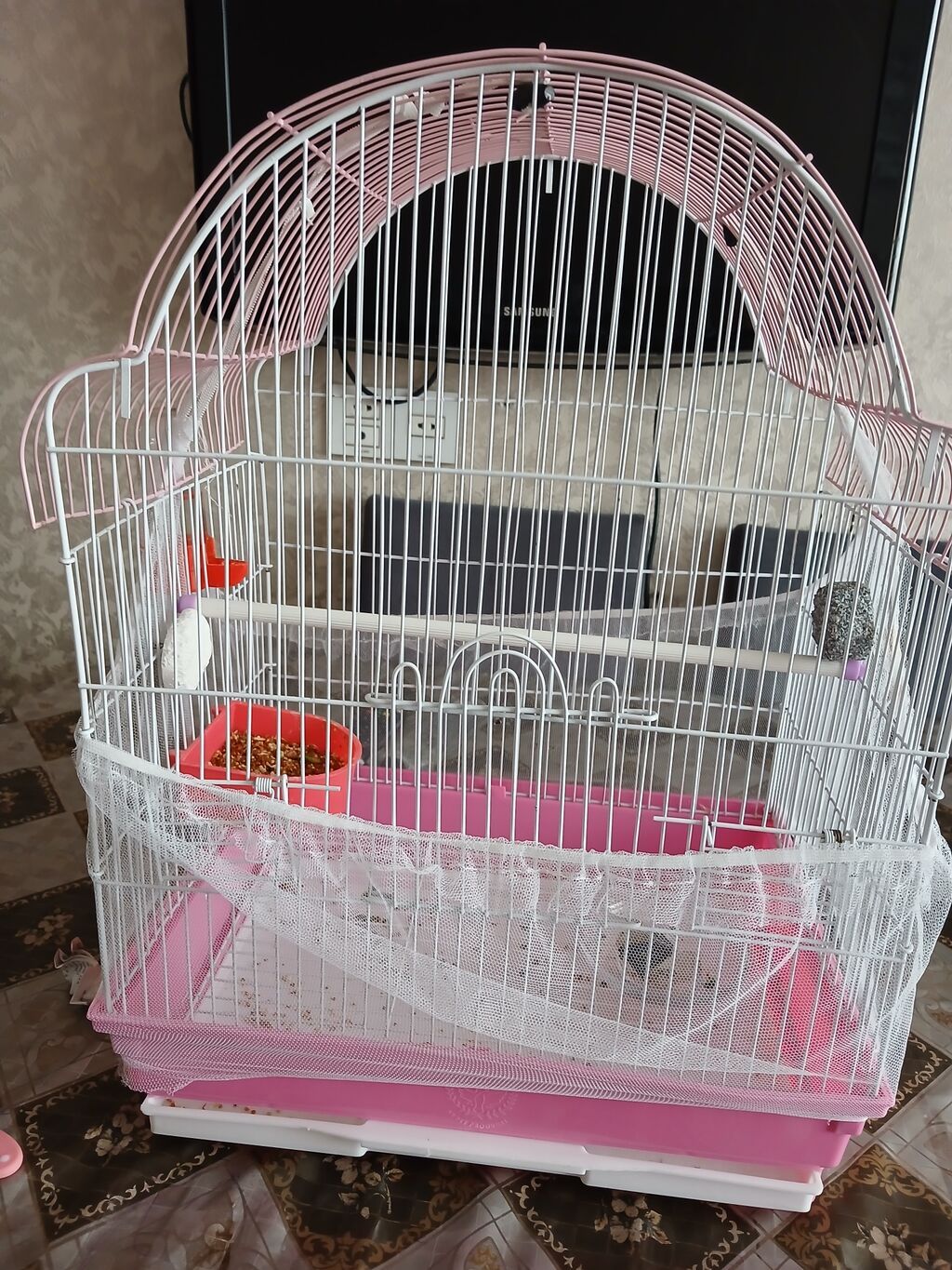 Nimfa (cockatiel) tutuquşusu və qəfəsi satılır. Xüsusiyyətlər: - Növ — Tutyun papağayı, Bakı (2)