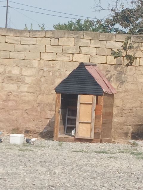 Taxta quşxana/kümes - Material: tamamilə taxtadan yığılıb, üst — Digah
