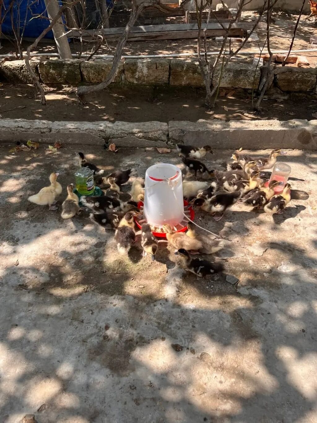 Sort lal ördek balaları zümrüd macar 30 ədəd 2 ayLığ balalardı real — Digərləri, Bakı (2)