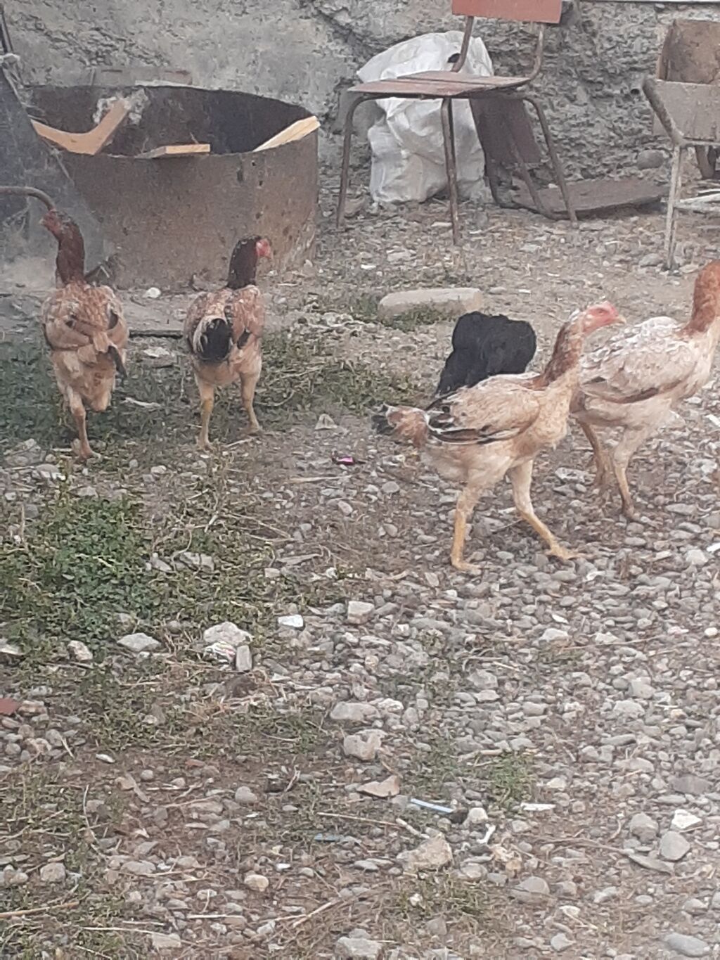 Heyratı fərələr 5 dənə qırmızı fərədi biri kürk yatır bu ilki fərələrd — Digərləri, Mingəçevir (8)