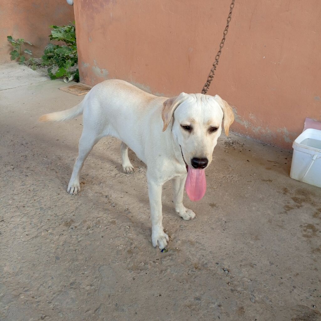 Labrador-retriver, 11 ay, Dişi — Köpəklər, Bakı (4)