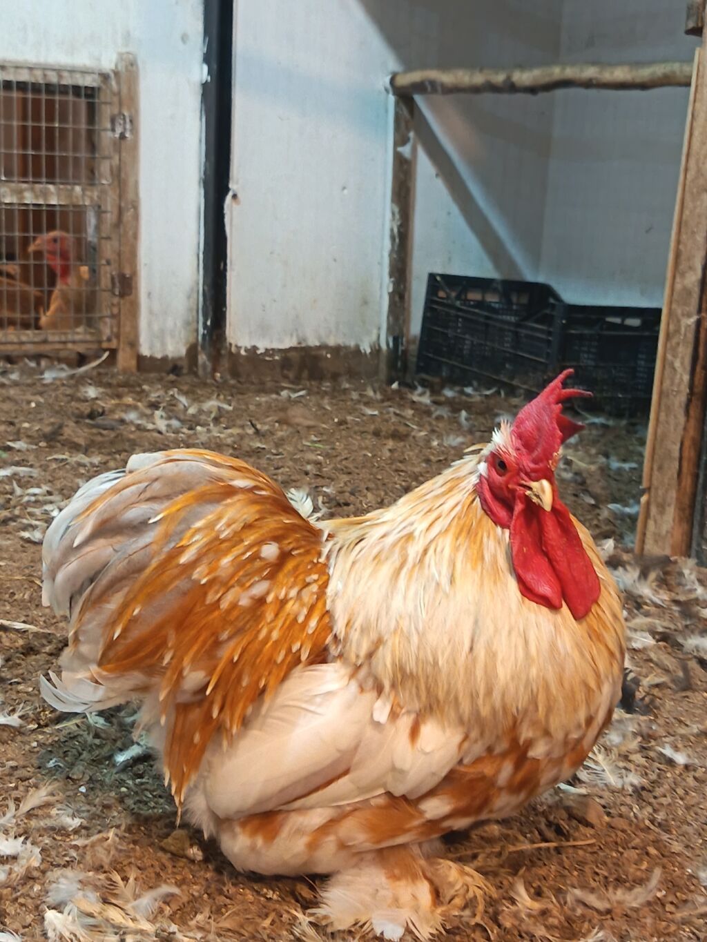 Xoruz, il: 2, Ödənişli çatdırılma — Toyuq və xoruz, Digah (2)