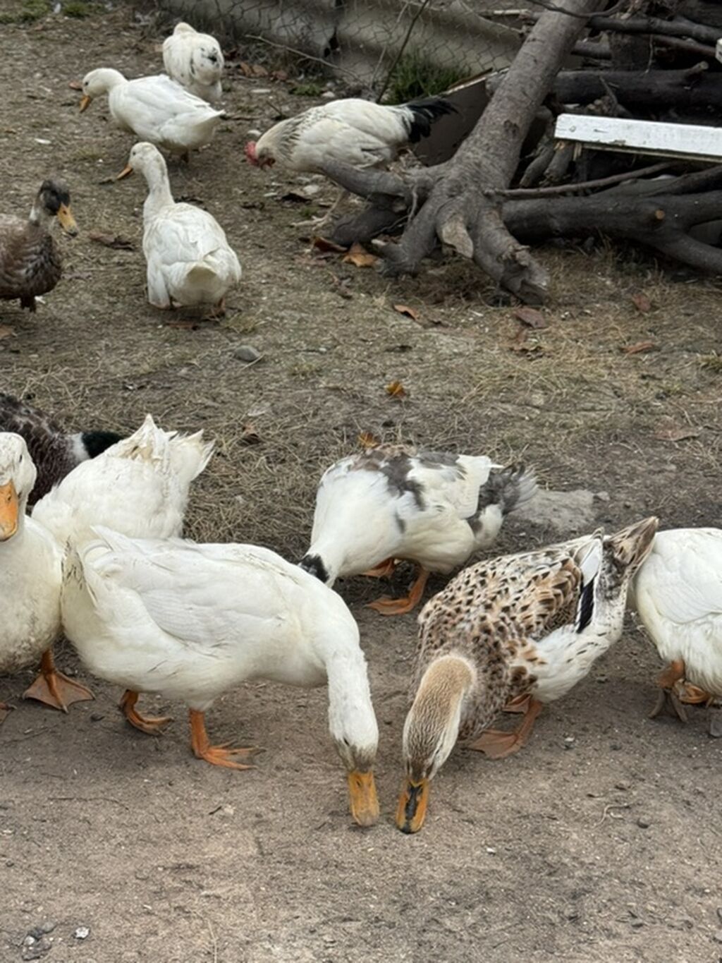 Ördek sürüsü satılır - Növ: ev təsərrüfatı üçün ördəklər (ağ, ala və — Digərləri, Quba (3)