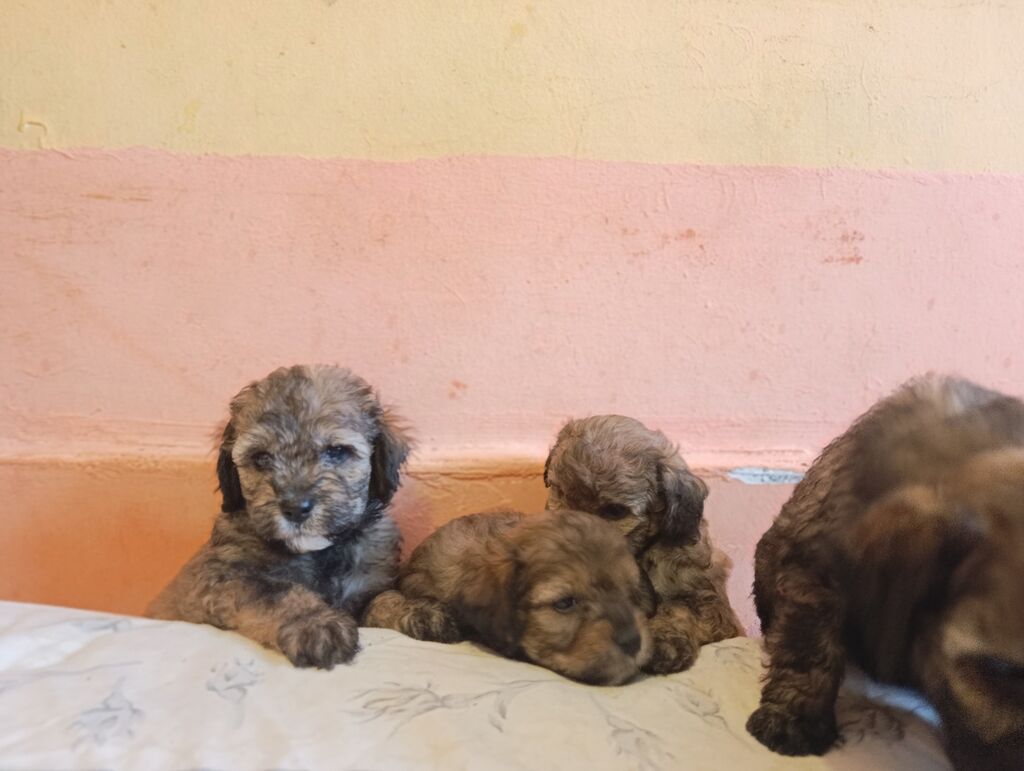 Pudel, 1 ay, Dişi, Peyvəndli, Ünvandan götürmə, Ödənişli çatdırılma — Köpəklər, Xırdalan (2)