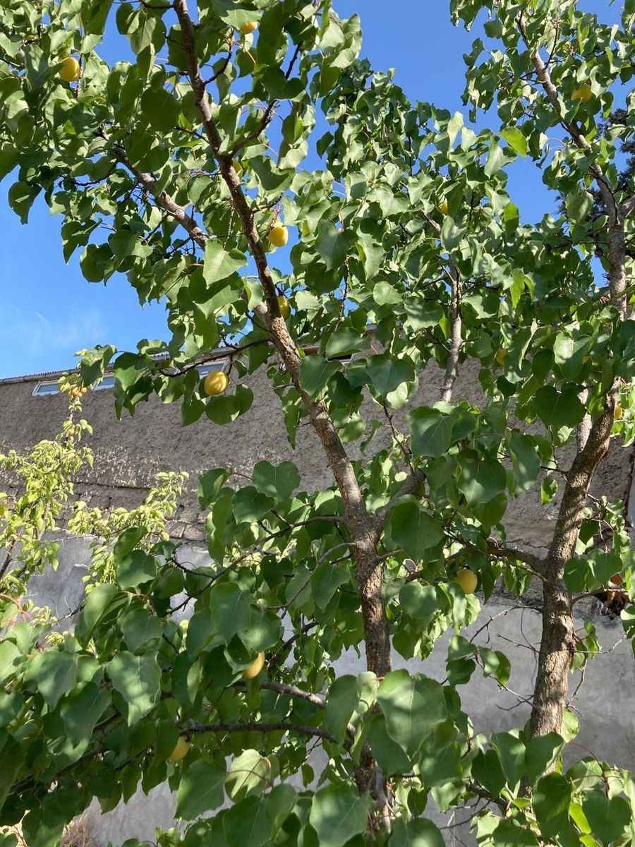 Satılır 4 otaqlı həyət evi/bağ evi 145 m² — Ev, villa, Bakı (6)