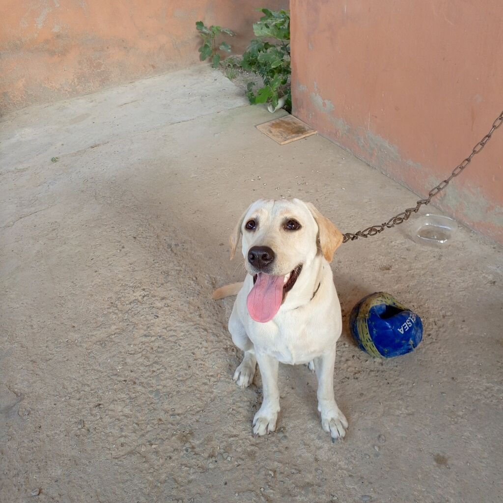 Labrador-retriver, 11 ay, Dişi — Köpəklər, Bakı (3)
