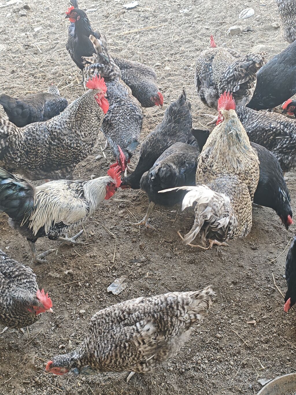 Xarkov xoruzlardir. Minimum 2.5 maksimum 4.2 4.5 çəkiləri var. Diri — Kənd təsərrüfatı heyvanları, Bakı (3)