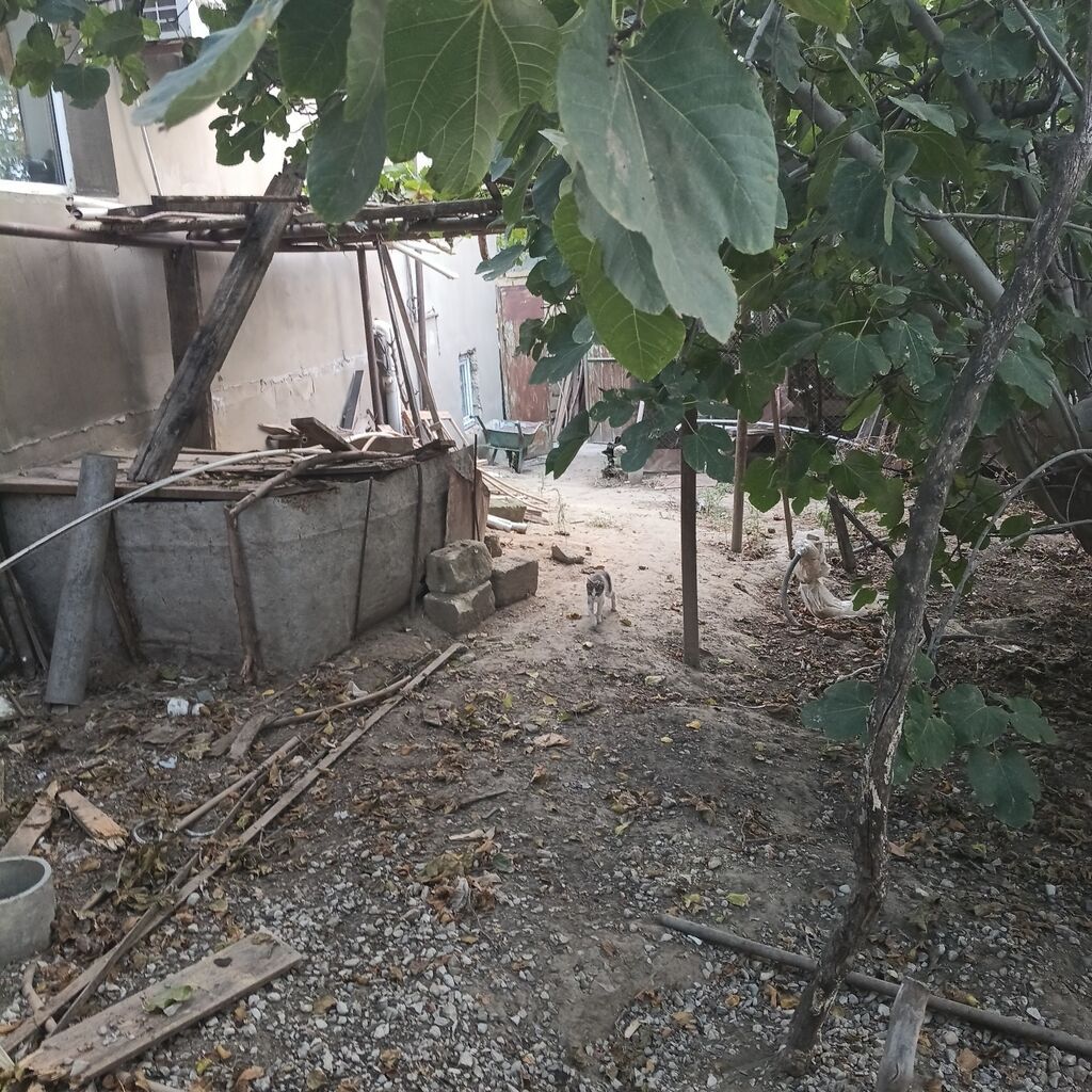 Kənd təsərrüfatı — Torpaq, Mehdiabad (2)