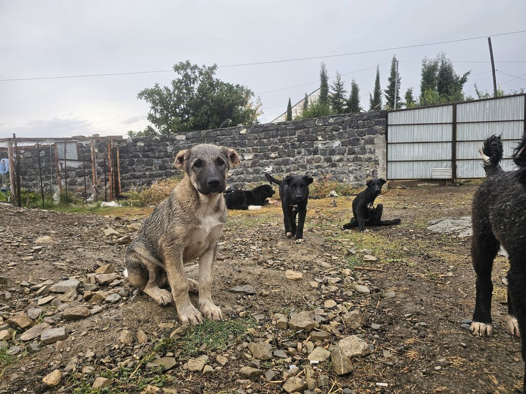 3 ay, Peyvəndli, Pulsuz çatdırılma — Köpəklər, Şəki (6)