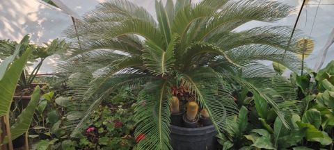 Saqo palmı (Cycas revoluta) – iri, dekorativ saksı bitkisi - Növ — Bakı