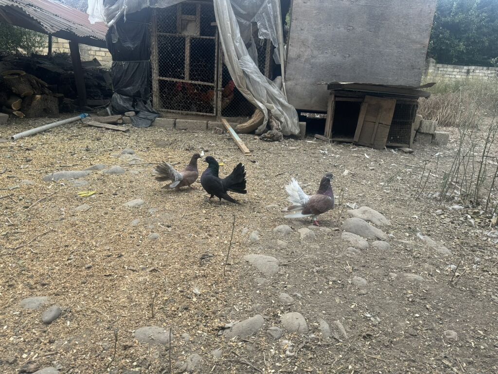 3-20 — Göyərçin, Göytəpə (2)