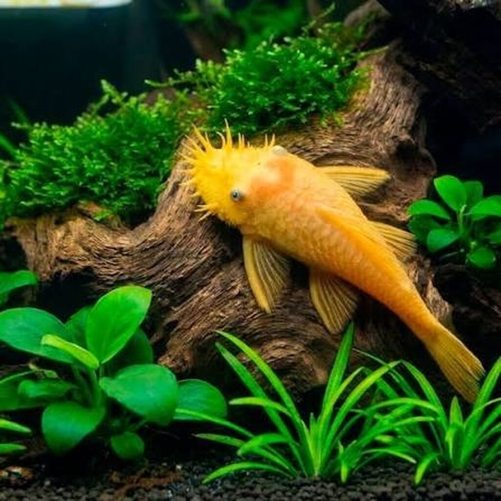 Qızıl Ancistrus (Albino Bristlenose Pleco) – akvarium yosunlarının — Akvariumlar və balıqlar, Bakı (2)