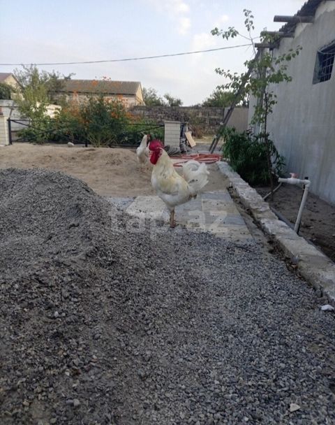 Xoruz, il: 1, Ünvandan götürmə — Digah