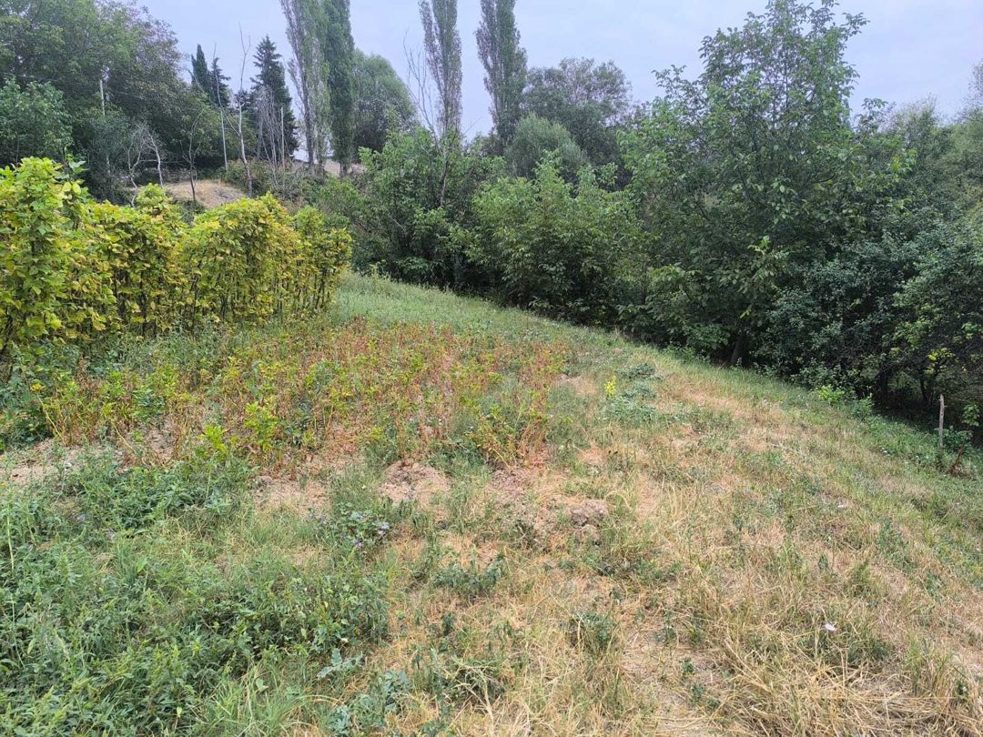 Satılır torpaq 10 sot — Torpaq, Şamaxı (2)
