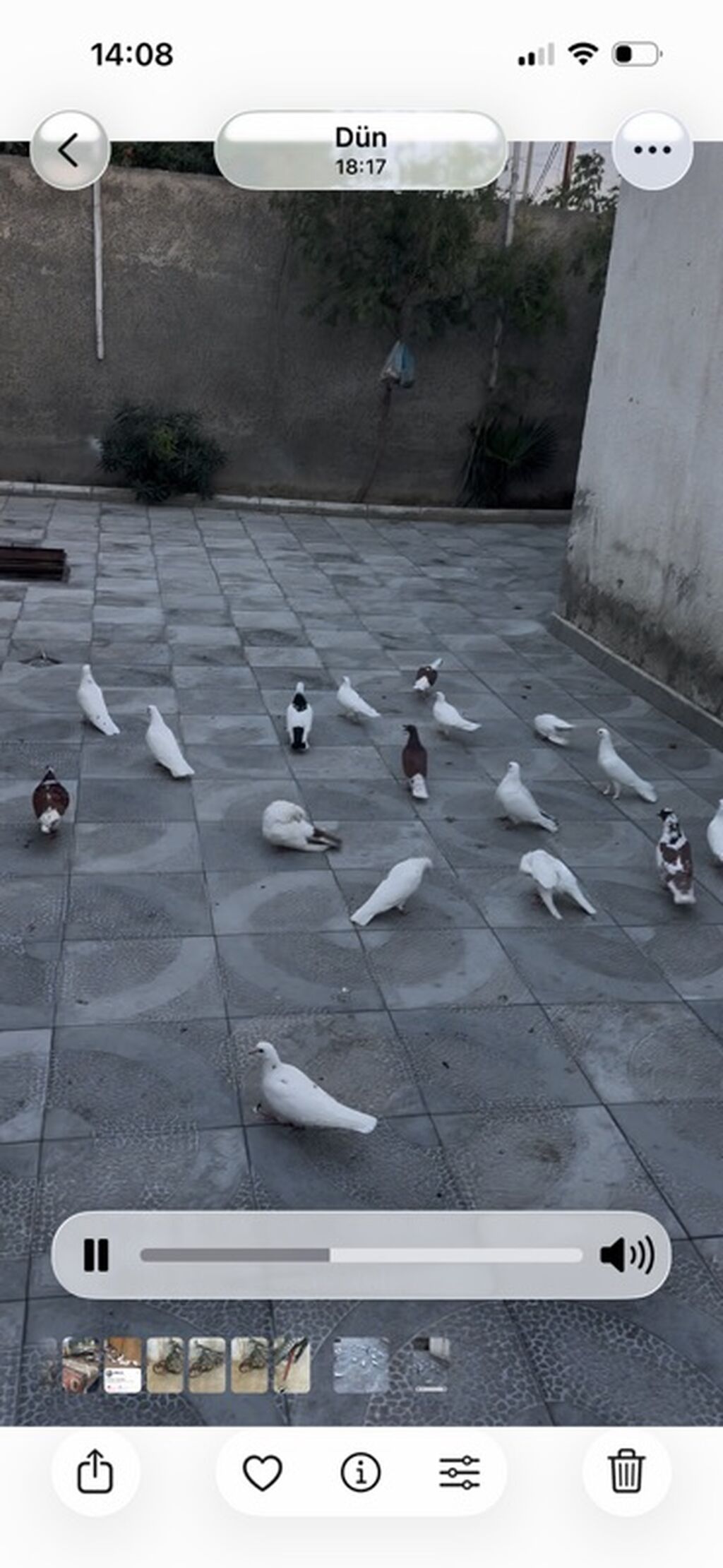 Məhsul: Ev göyərçinləri qrupu Təsvir:kom satlr unvan hovsan — Göyərçin, Digah