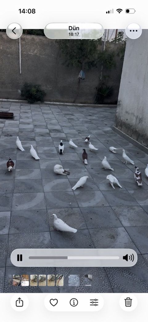 Məhsul: Ev göyərçinləri qrupu Təsvir:kom satlr unvan hovsan — Digah