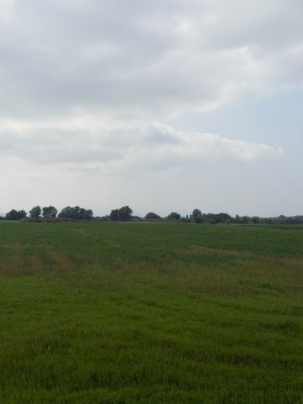 114 sot, Kənd təsərrüfatı, Kupça (Çıxarış), Bələdiyyə — Torpaq, Xaçmaz (6)