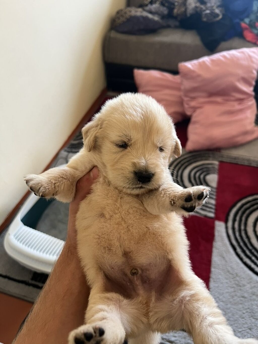 Retriever, Erkək, Ödənişli çatdırılma — Köpəklər, Bakı