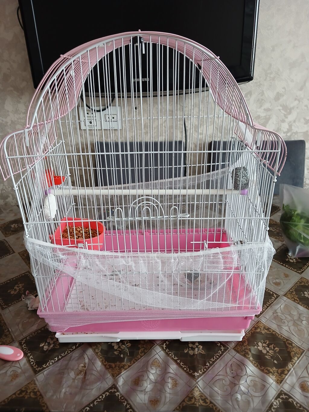 Nimfa (cockatiel) tutuquşusu və qəfəsi satılır. Xüsusiyyətlər: - Növ — Tutyun papağayı, Bakı (3)