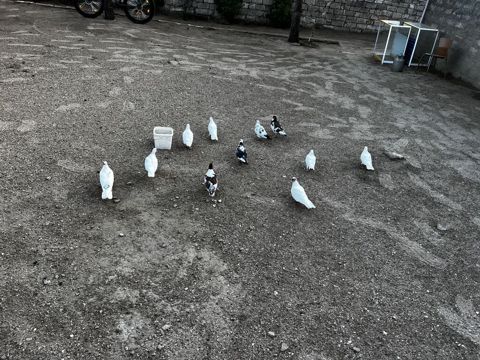 Salam 11quşdu sonu 3.5dən — Digah