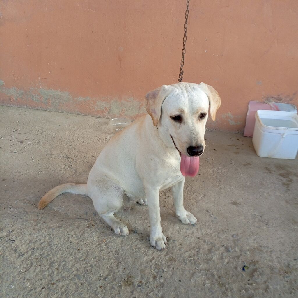 Labrador-retriver, 11 ay, Dişi — Köpəklər, Bakı (2)