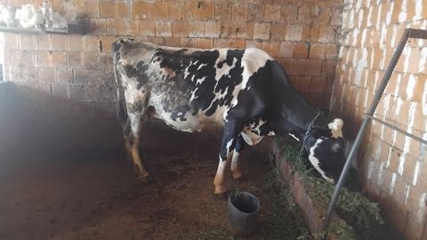 Dişi, Simental, il: 6, Südlük — Oğuz