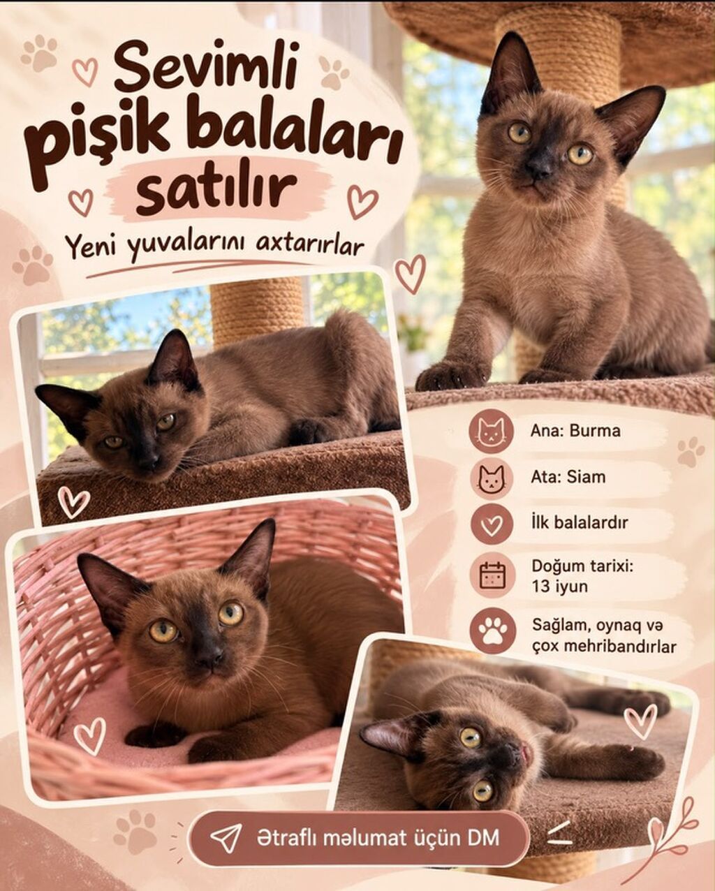 Siam, Yaxşı əllərə — Pişiklər, Bakı
