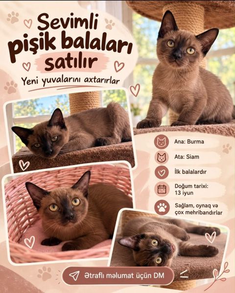 Siam, Yaxşı əllərə — Bakı