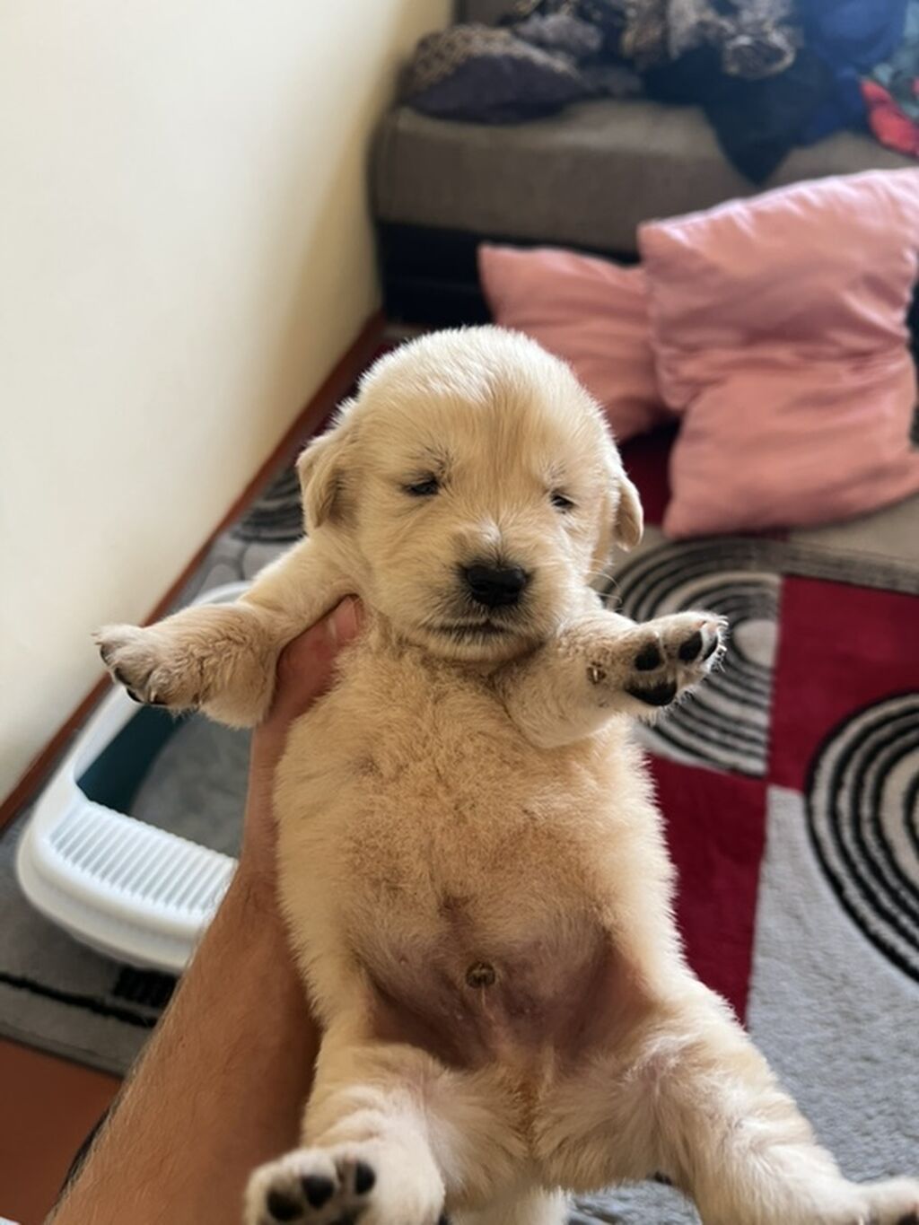 Retriever, Erkək, Ödənişli çatdırılma — Köpəklər, Bakı (2)