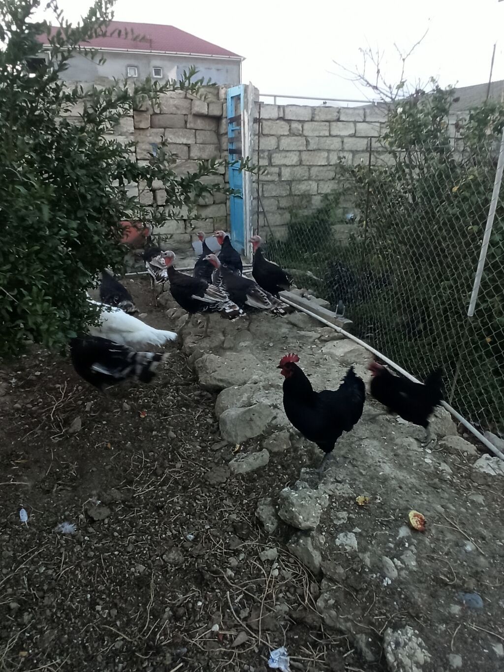 Salam .hinduşkalar satılır 35 manatdan 5 -6 aylığdılar cəm 10 — Digərləri, Digah (7)