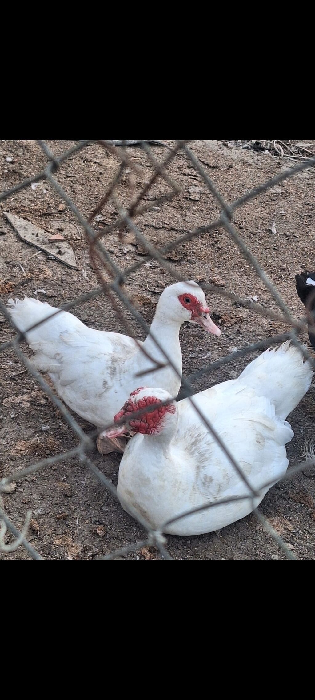 Dişi, Lal ördək, Damazlıq — Digərləri, Salyan