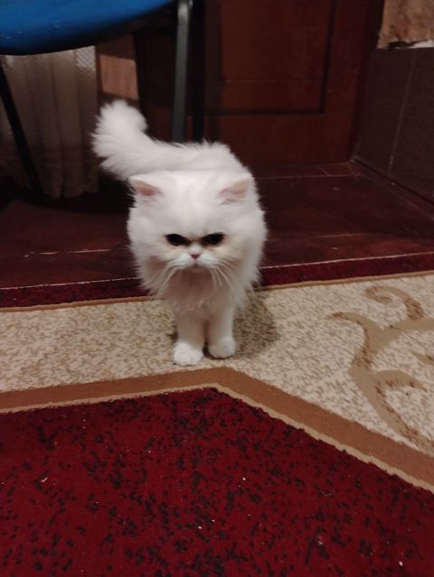 Fars, Erkək, Yaxşı əllərə, Ödənişli çatdırılma — Bakı