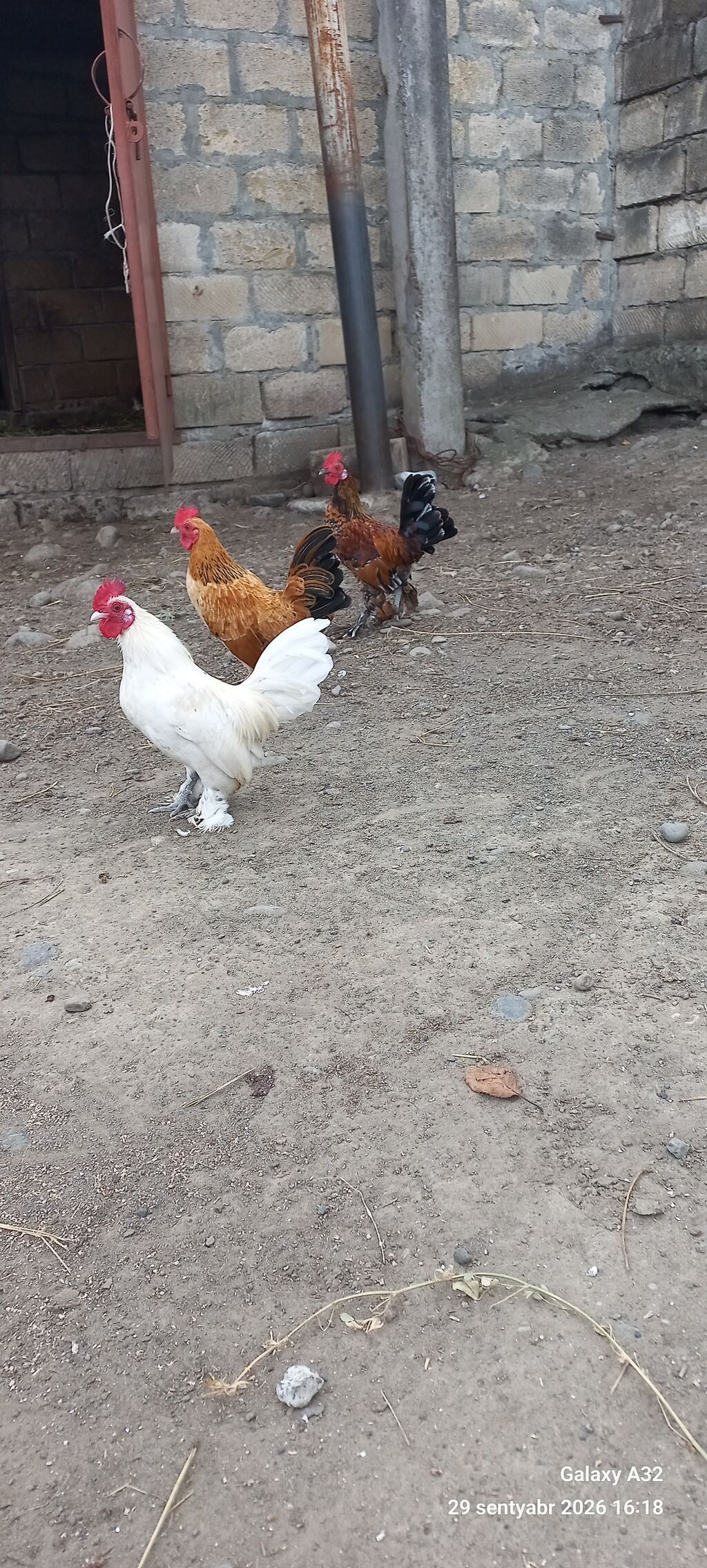 Tam sağlam 6 aylıq cır yaponkalar.Unvan Lənkəran Bakıya 20yanvara və — Toyuq və xoruz, Lənkəran