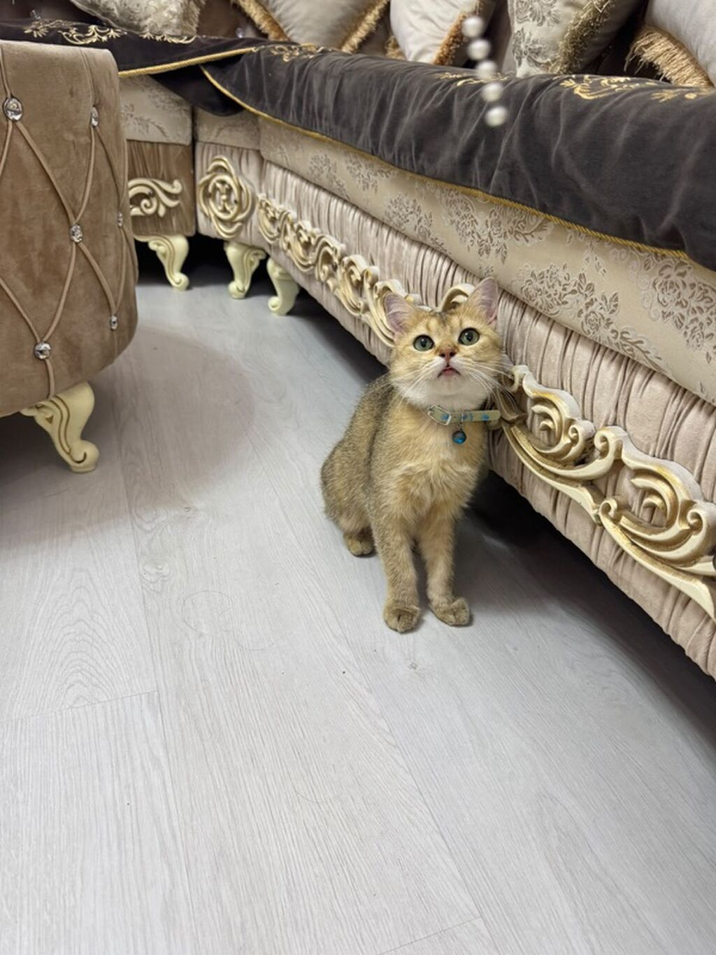 Qızıl şinşilla, Erkək, Yaxşı əllərə, Ünvandan götürmə, Ödənişli çatdırılma — Pişiklər, Bakı (2)
