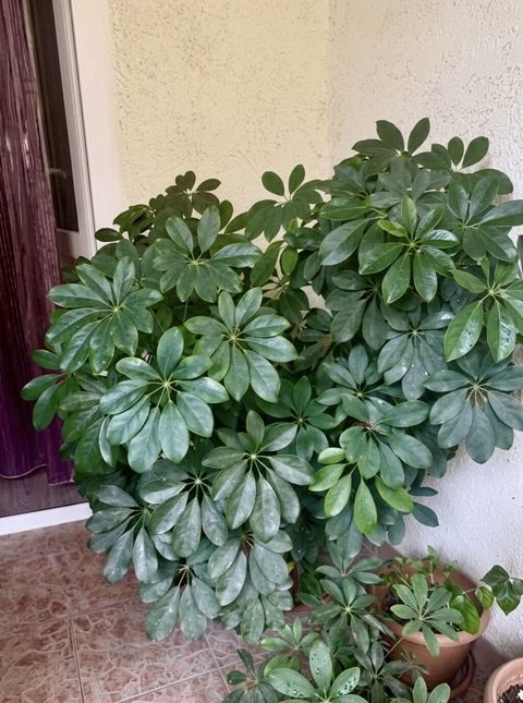 Продается крупная взрослая Шефлера (Schefflera). Возраст — более 10 — Bakı