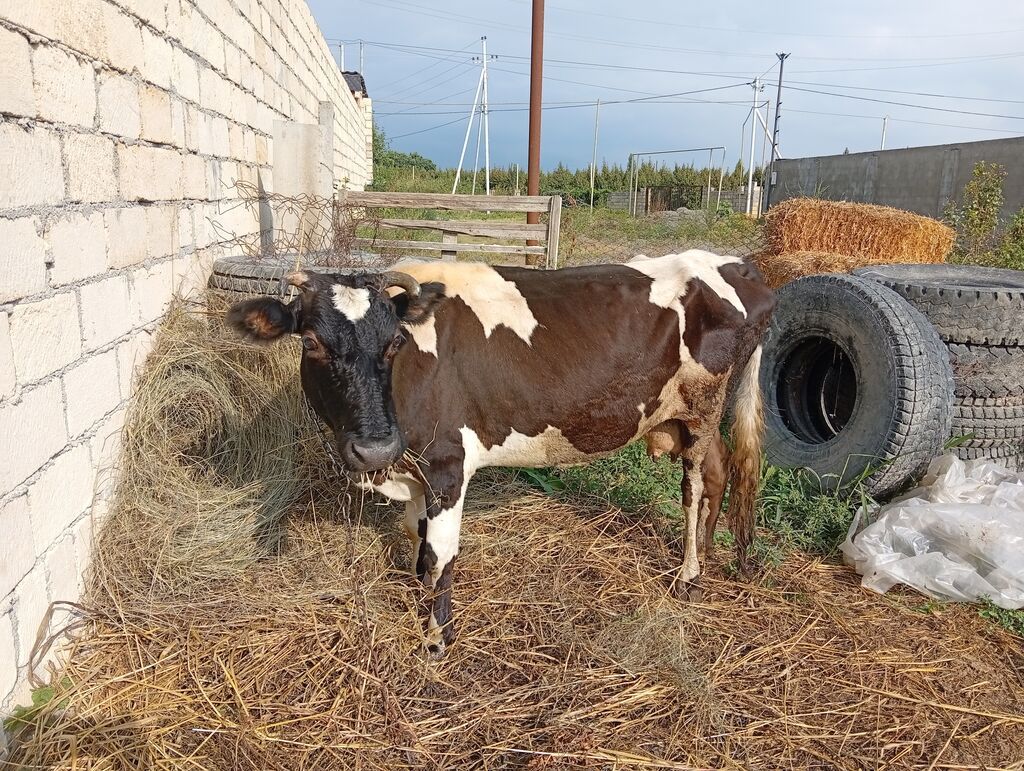Dişi, il: 5, 400 kq, Damazlıq, Ünvandan götürmə — Kənd təsərrüfatı heyvanları, Xaçmaz