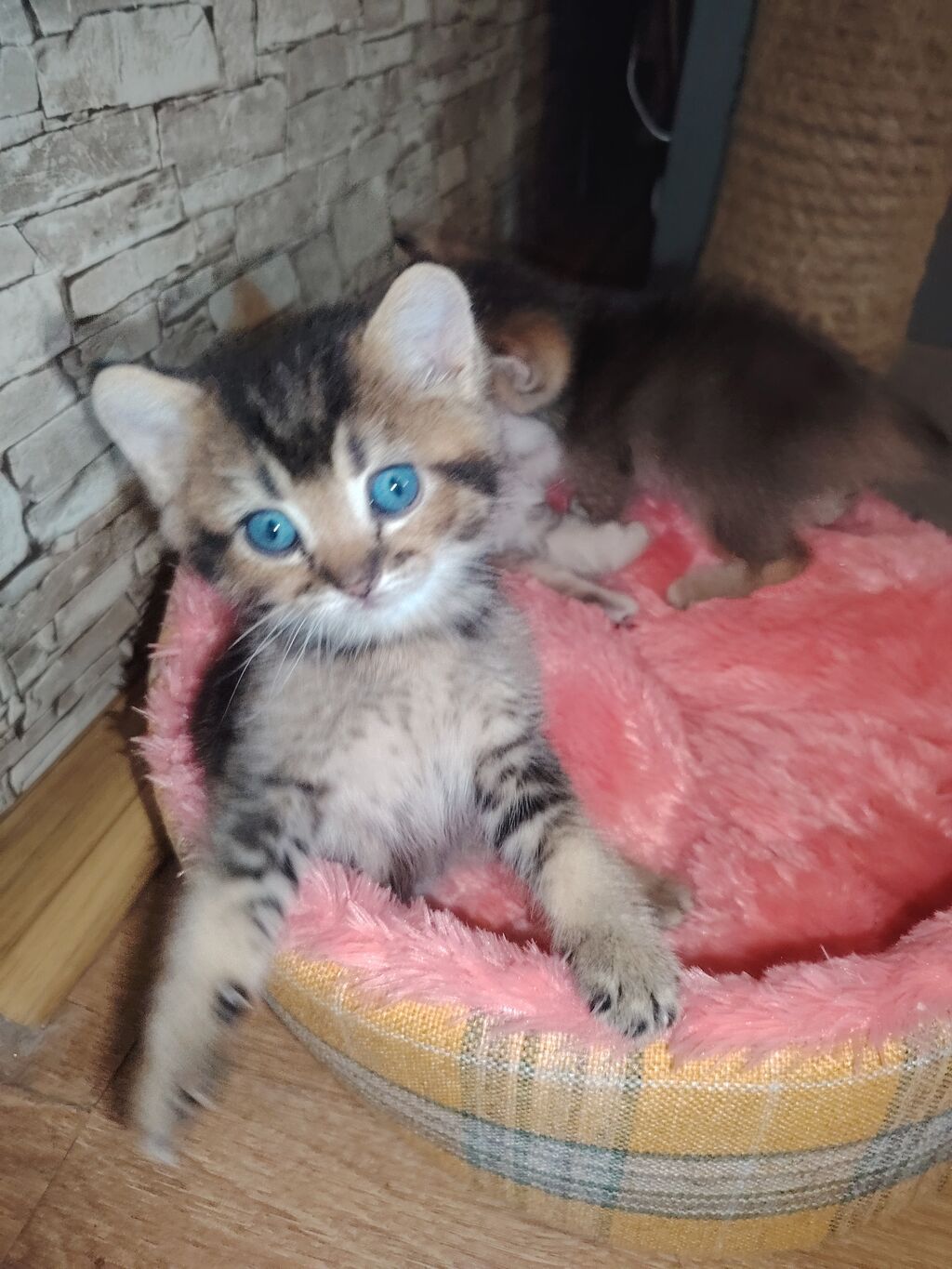 Qızıl şinşilla, Erkək, Dişi, Yaxşı əllərə, Ünvandan götürmə — Pişiklər, Digah (3)