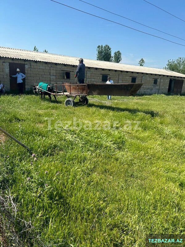 Saatlıda 110 ha kupçalı ferma satılır — Əmlak, Saatlı (2)