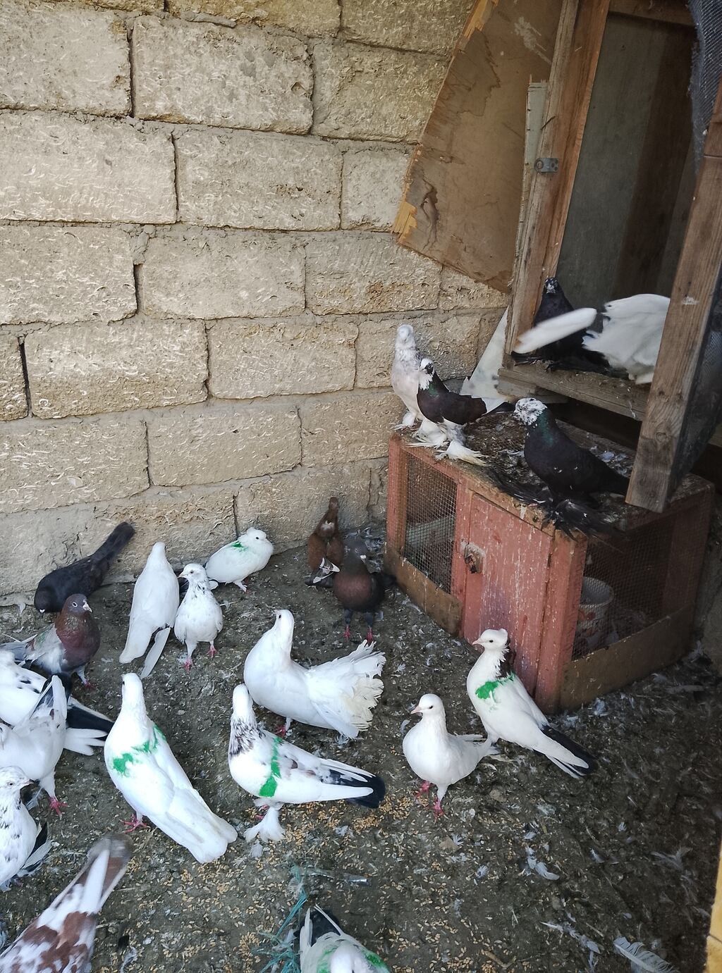 Salam 80 dene olar quş var hem dekarativ hem uçan qusdar yaxşı dirakon — Göyərçin, Digah (5)