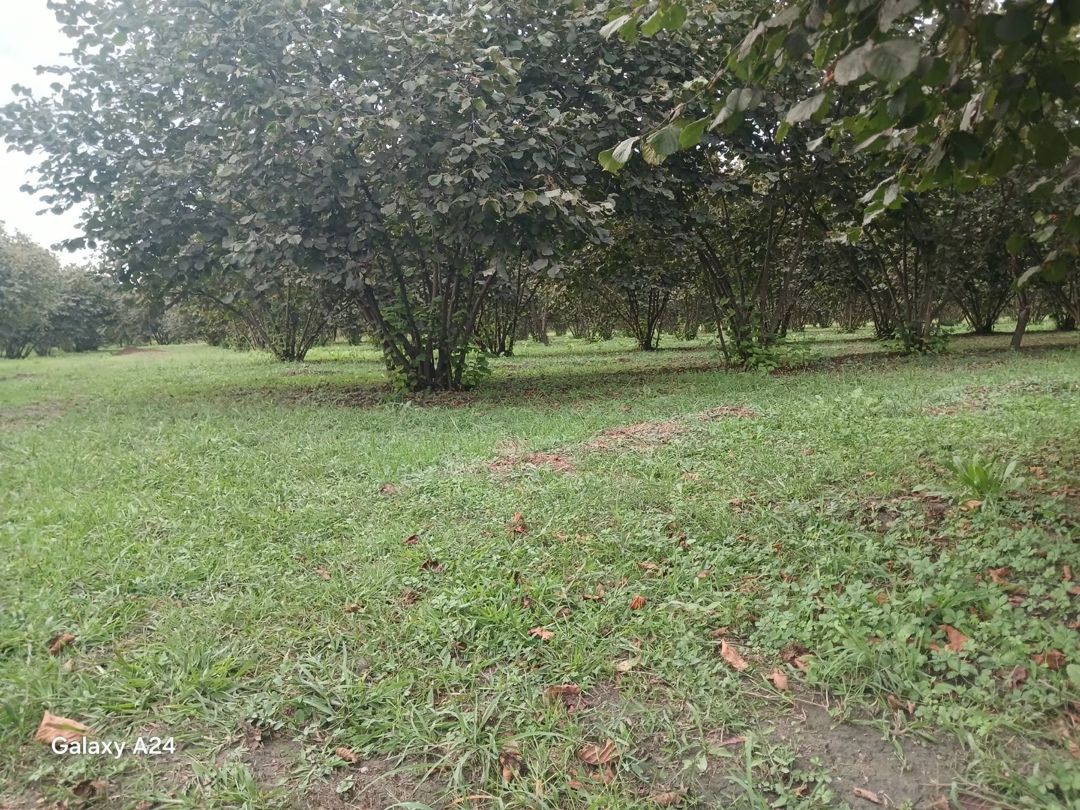 Satılır torpaq 190 sot — Torpaq, Zaqatala (3)
