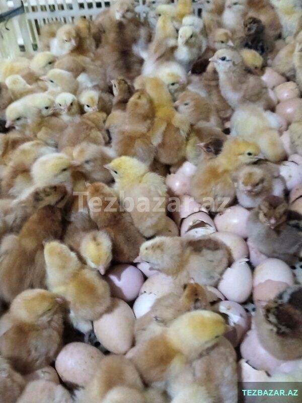 Kənd cucəsi — Quşlar, Bakı (6)